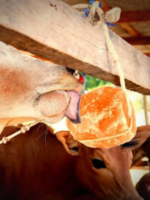 Animal Salt Lick